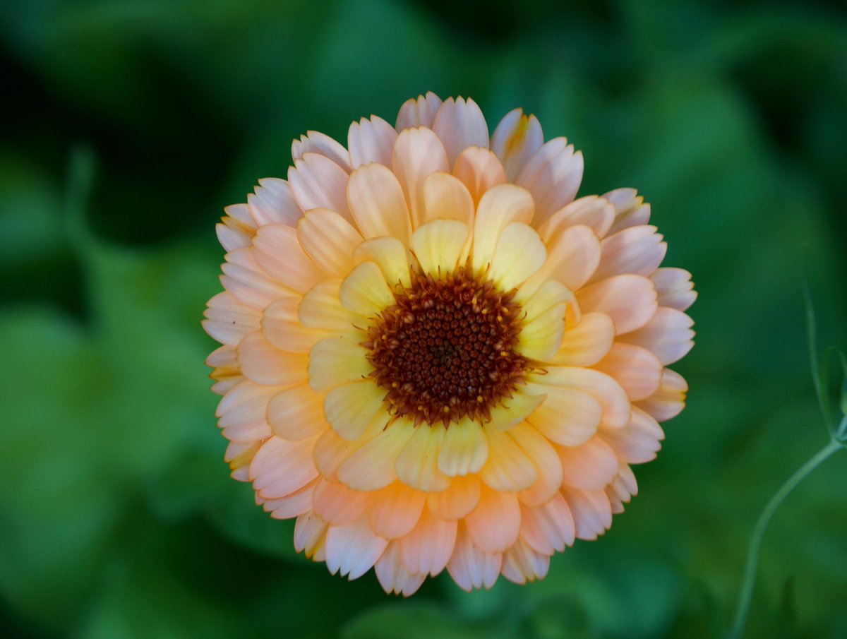 On this dull, grey morning, I would like to pay tribute to every member of beloved #TeamNHS, who will bring sunshine unwittingly into 1000s of lives today. We owe you...<a href="/KathEvans2/">🌟 Kath Evans RGN RSCN 💙💛</a> <a href="/WeNurses/">WeNurses 💙</a> <a href="/NickiSparling1/">Nicki Sparling RMN, BSc, MSc, Bevanite 💙</a>