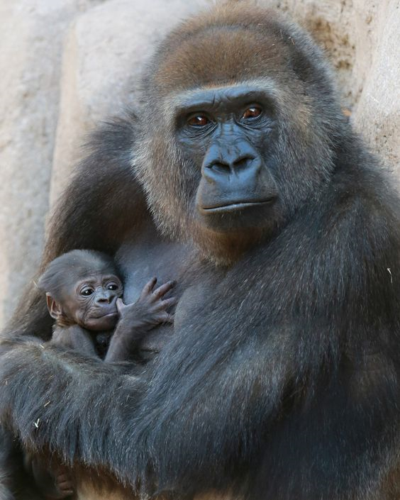 AdventuresFrena's tweet photo. Child Gorilla depends completely on their moms when they are conceived and are carried on their backs for 2-3 years.

#africa #africaphotography #uganda #visituganda #travelblogger #africanwildlife #animalconservation #conservation #criticallyendangered #chimps #gorillafamily https://t.co/bigwiOFMt3