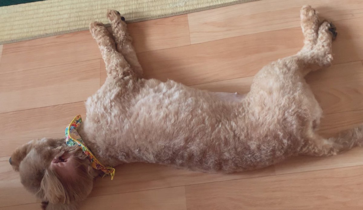 トリミングちかりびたちゃーこ