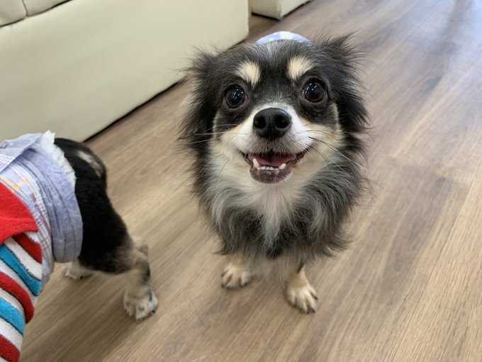 保護犬カフェのtwitterイラスト検索結果 古い順