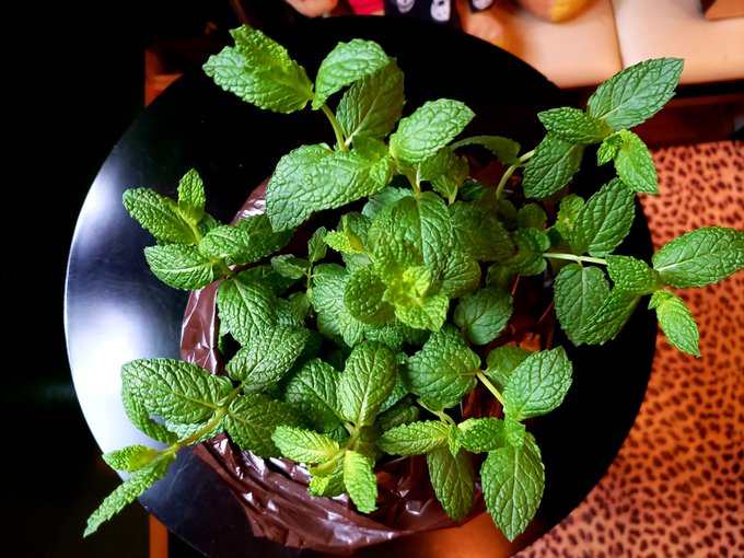 ミントテロは危険 嫌がらせにもなる庭に植えるとngの植物は キャンパーズ