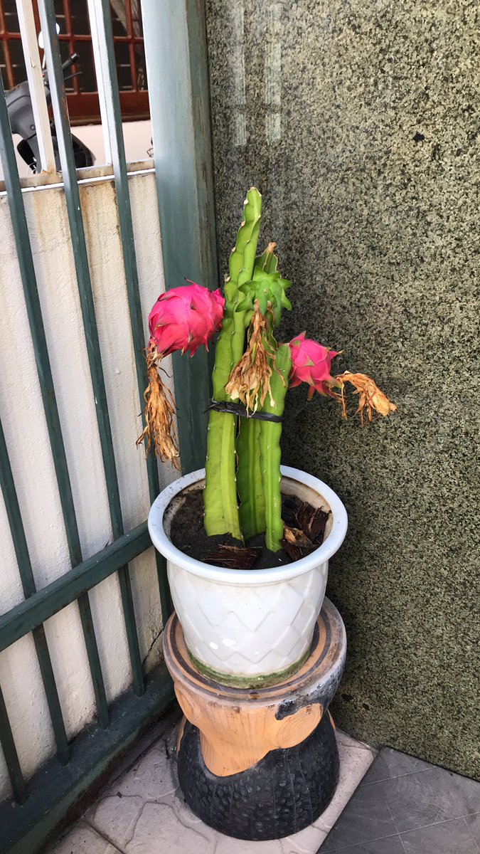 in_danang's tweet photo. ドラゴンフルーツの植木。お婆さんから頂いた物です。本当の木はどんな感じか分からないが、この植木は可愛いですね。収穫日は楽しみ。
#ダナンスタイル #南国フルーツ #ドラゴンフルーツ #植木 #mmindanang #mmblog https://t.co/gBfGIvZ5mM