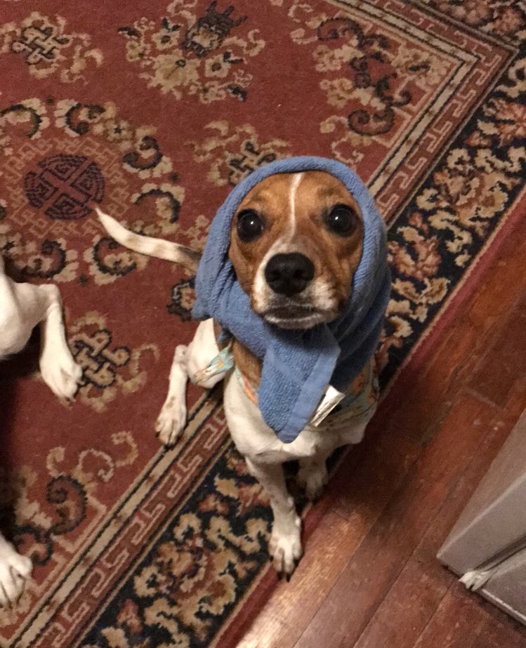 cari_alt_delete's tweet photo. Just a break in your timeline to share my dog Daisy filling in the roll for “beggar # 1.” https://t.co/md23jpQIOF