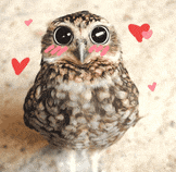 ClassofOwls's tweet photo. It's been a privilege and a pleasure to teach Owls' Class, this year.  Remember to always believe in yourself.  I'll miss you. Good luck in your new classes. https://t.co/4fNS1iF5Bh