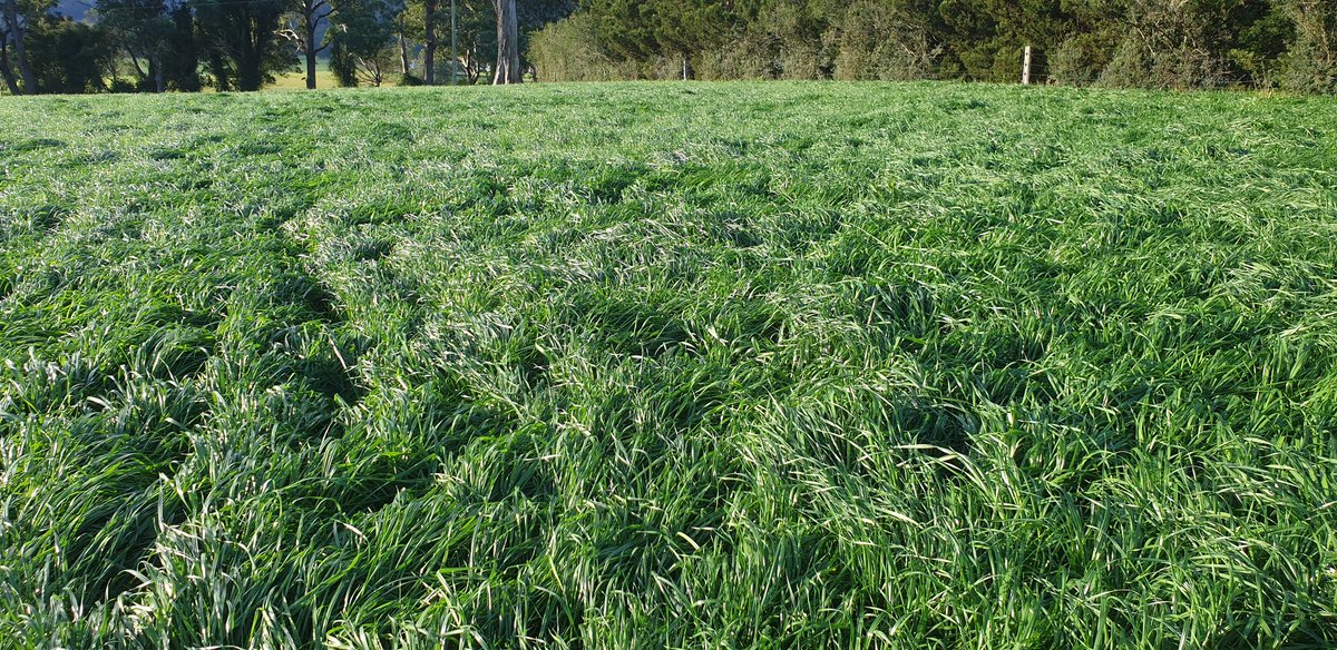 alexjgood11's tweet photo. With rain like irrigation in the Illawarra and Southern Highlands ryegrass is showing why it should be part of any cattle operation. This paddock of Astro is coming round to its 3rd grazing. 🐂🐂🐄🐄🌾🌾🌾👍 https://t.co/AnOocyta8H