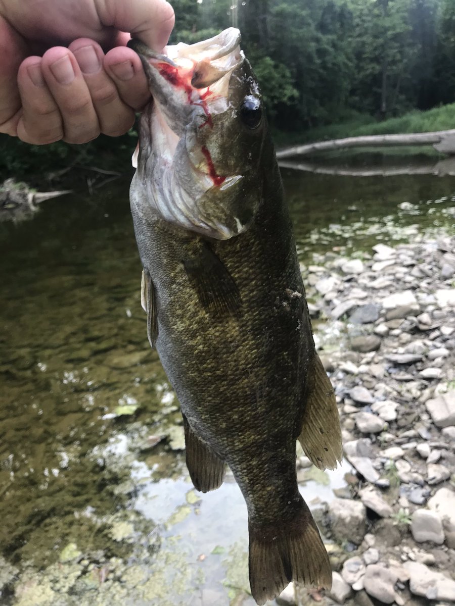 MooreFunFishing's tweet image. 