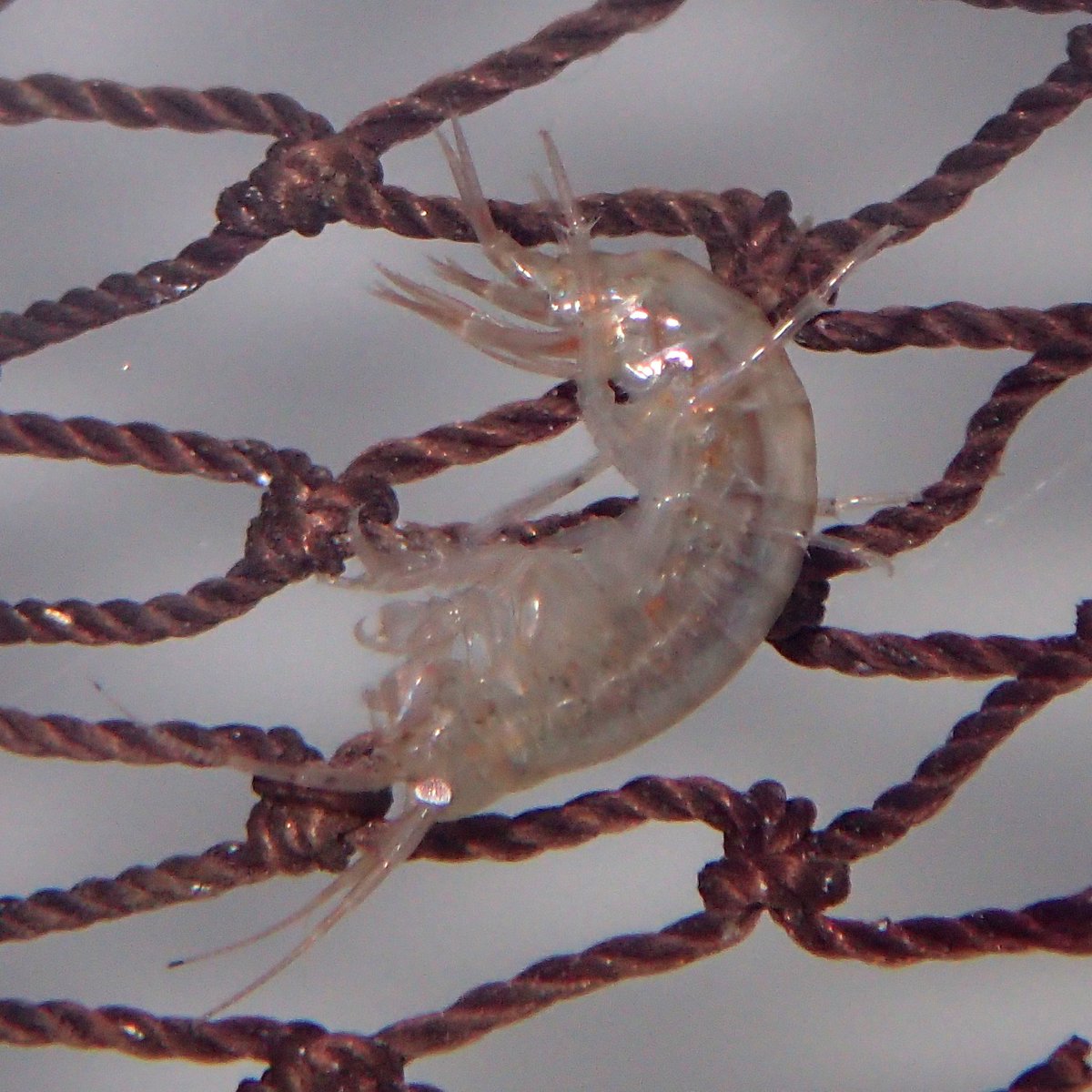 アナンデールヨコエビ