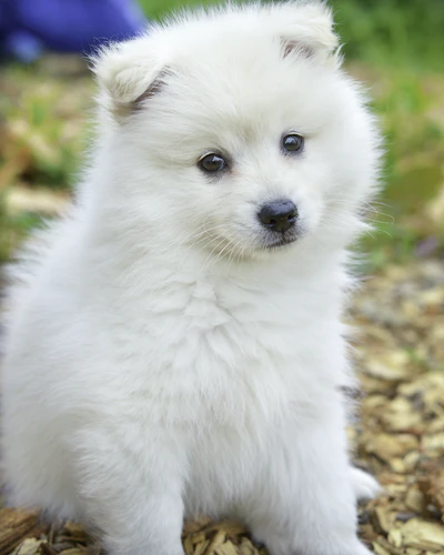 SfHdesigner's tweet photo. #doglovers #Dog #cutedog #cutedogs https://t.co/yWxXzGubtj