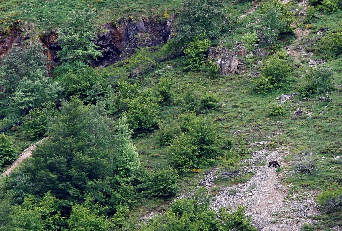 CRCiencia's tweet photo. Un oso pardo cantábrico en el parque natural de Somiedo, Asturias, España (J.L.Cerejido, 2020) https://t.co/4IRoV4gRnA
