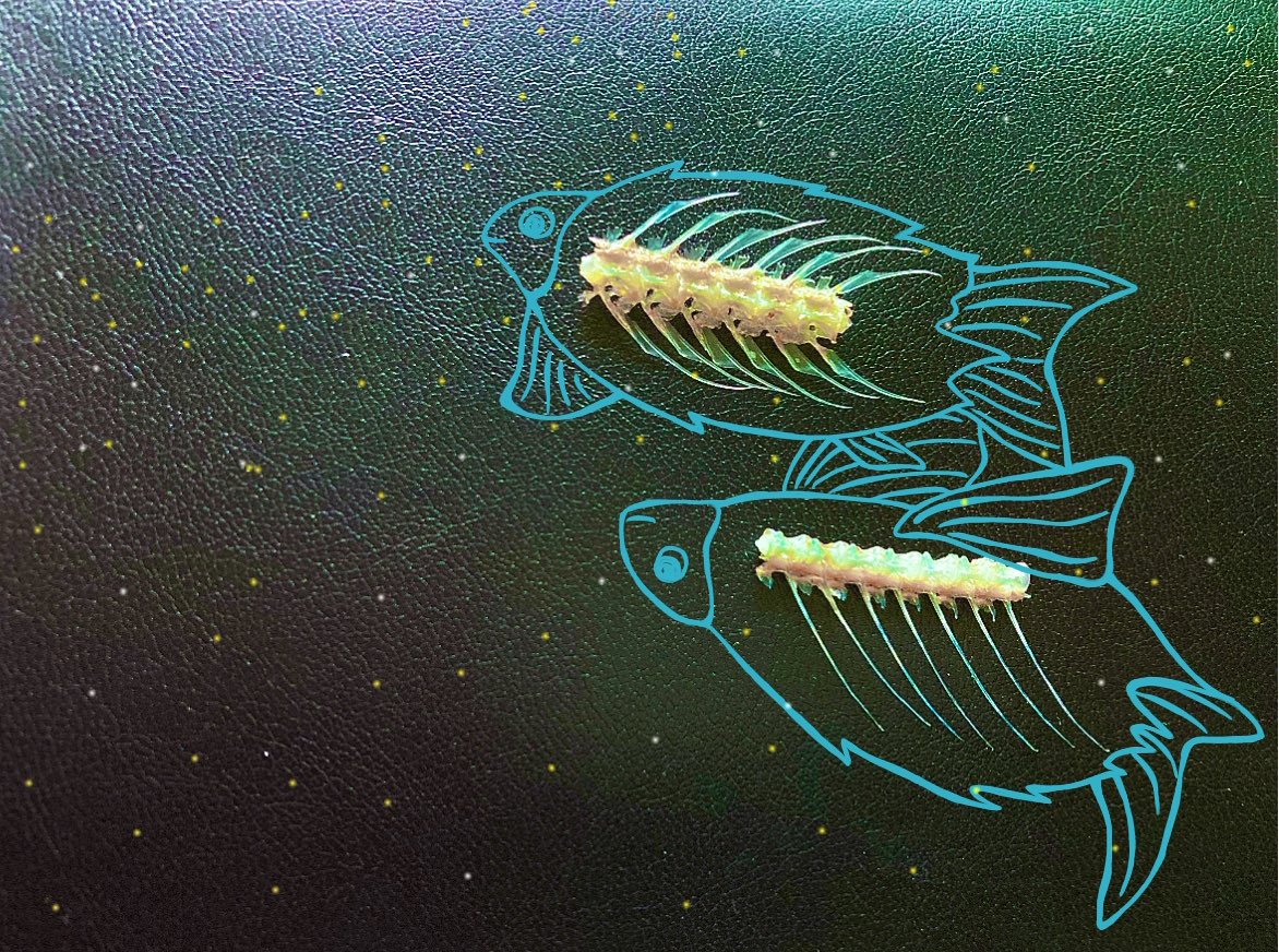 魚のダツの骨はこんなに真っ青 なんで Togetter