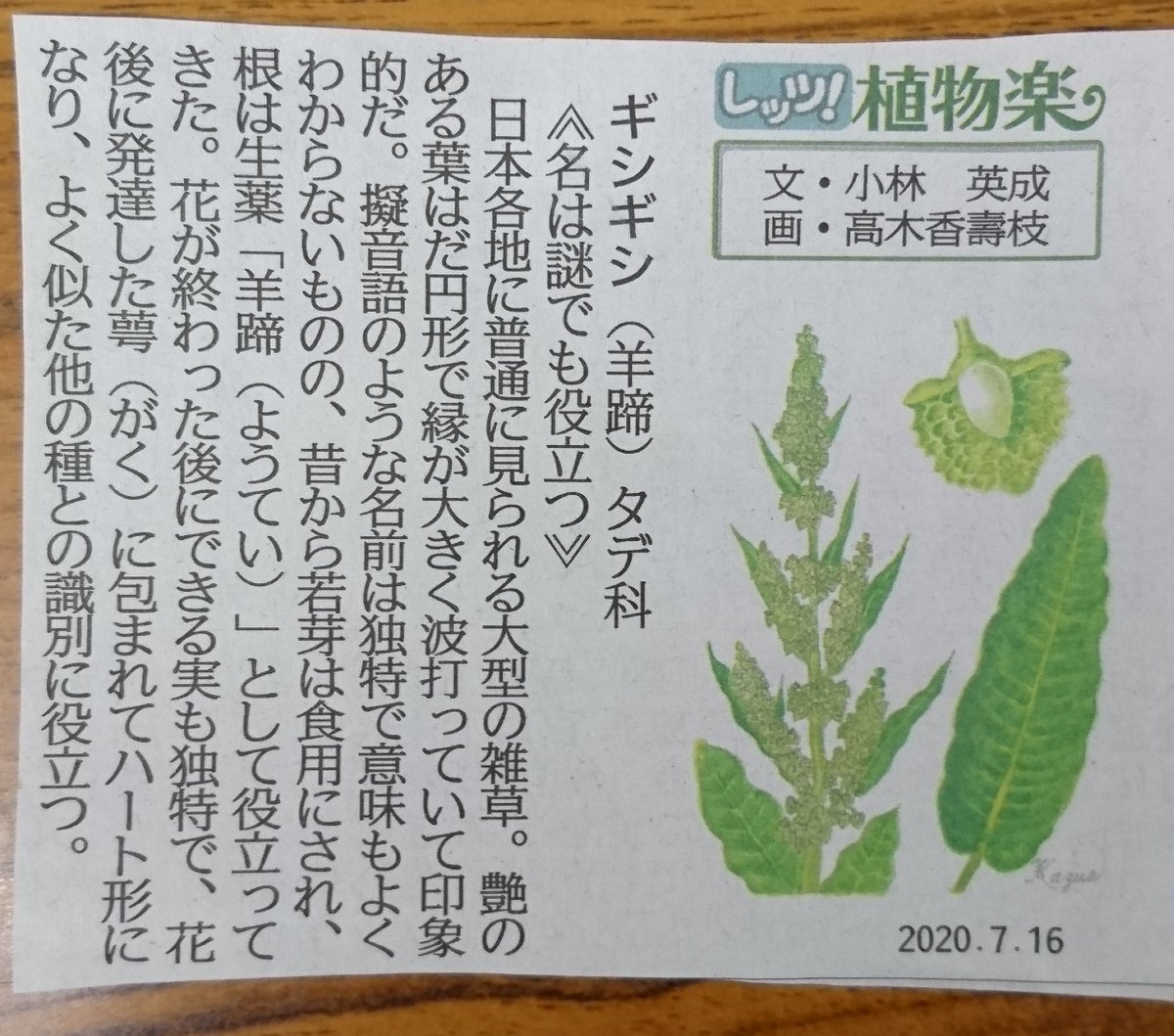 ট ইট র 661street ギシギシという植物 若葉は 食用として根は 生薬として役に立つものでした いつも草刈りで邪魔だなと思っていましたが とんでもなかった 昔の人は すごいですね