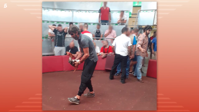 PacmaValencia's tweet photo. Cuando tus valores y tu vida se basan en el #MaltratoAnimal y lo consideras normal, y te crees impune ante la sociedad y la Ley;
que 3 toreros participen en #PeleasGallos donde acabaran mal heridos hasta morir y haya menores presentes,es un DELITO.
#Padilla #Morante #LopezSimon https://t.co/o7kbCQce2J