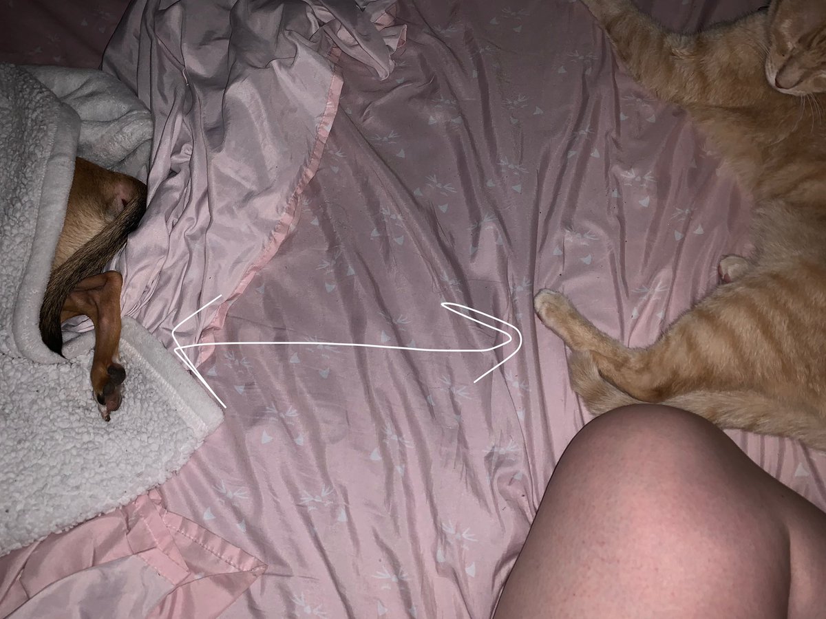 PadawanGirl's tweet image. #petparentproblems being left exactly this much space on your queen size bed.