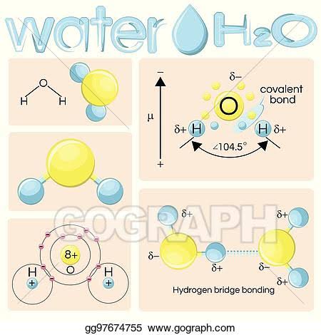 Its main function is to accelerate the H2O molecules through utilizing electrical energy which is then converted to heat energy.