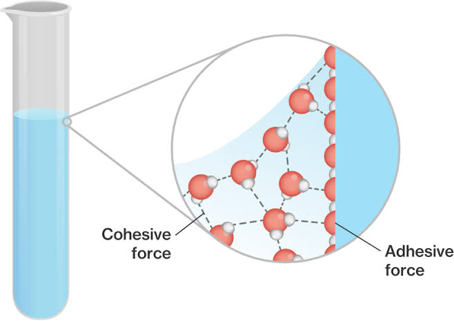 Not all of that energy is used for bringing water to its boiling point, but a portion is used to overcome the cohesive forces that exist in the liquid