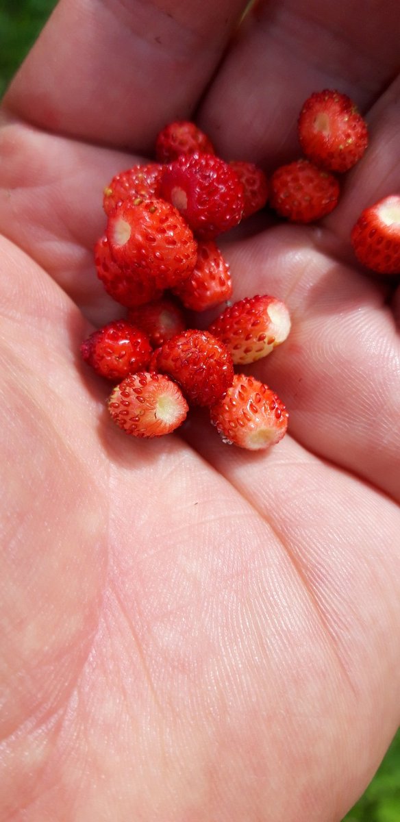 Negüzel doğal çilek