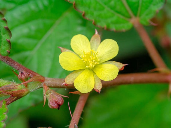 Pharmacognosy11's tweet photo. #Corchorus #capsularis used in #herbal #medicine. The #leaves have been used to increase appetite, as an aid to digestion, as a laxative and as a stimulant. An infusion of the leaves has been used to reduce fever, and the #roots and leaves have been used against dysentery. https://t.co/0q1US67sk2