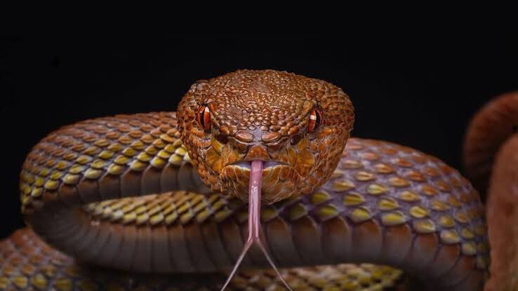 Different snake species; a thread