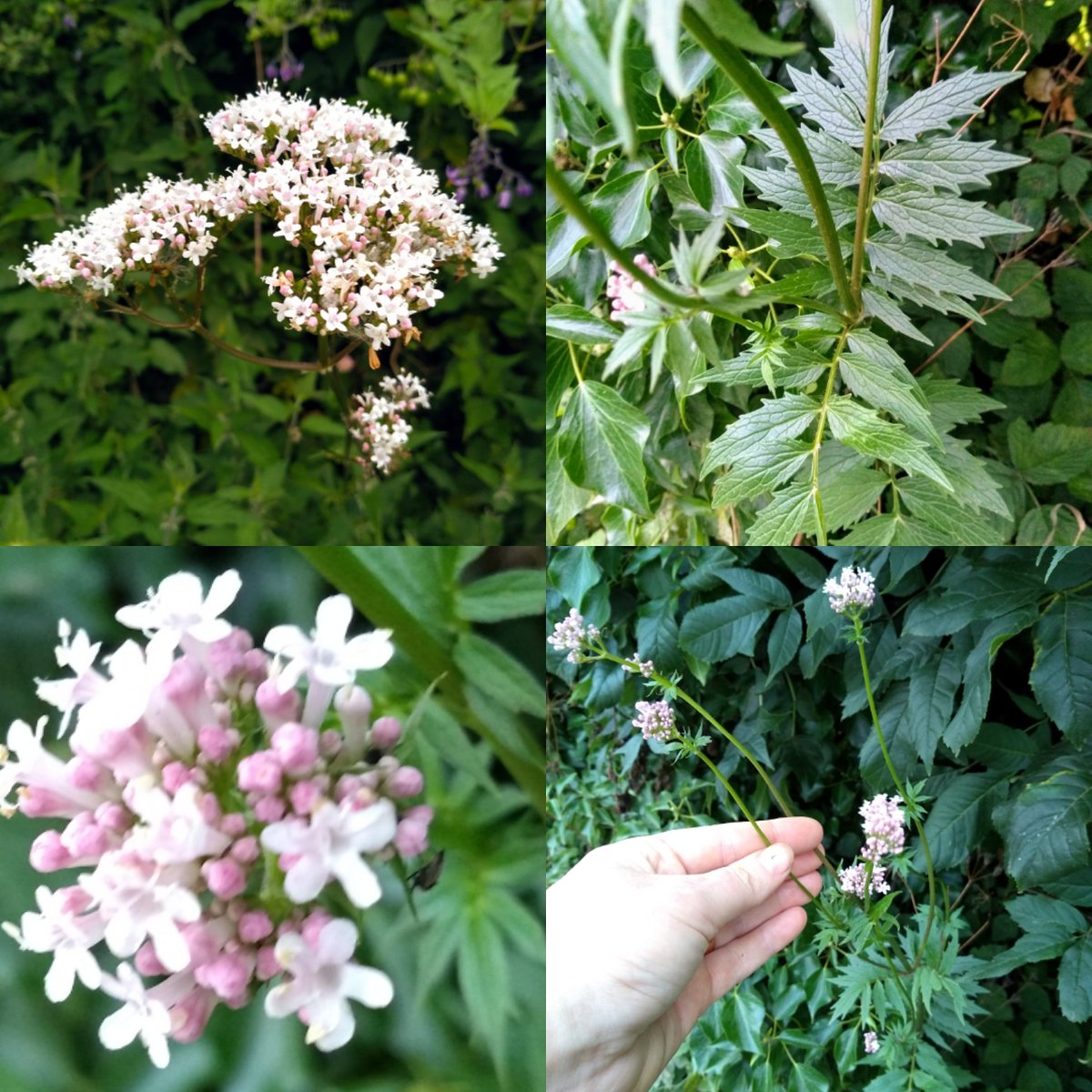 On this morning's hedge-bothering walk I stopped to admire a patch of valerian growing locally.It's easy to miss this at the moment, if you aren't paying attention it can blend in with the meadowsweet that is everywhere now, but a closer look and it's quite different...