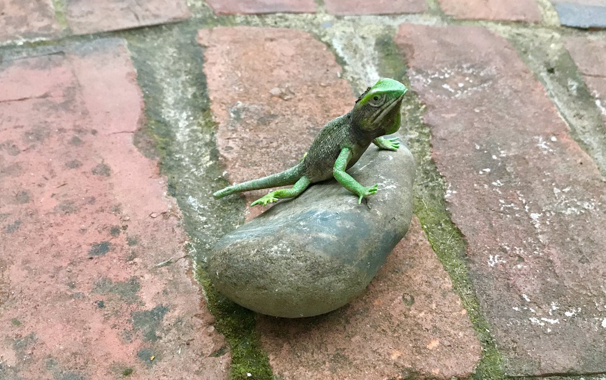hancloke's tweet photo. #StayAtHomeย #PebbleOfTheDay
๐ ๐
#COVID19
#StonesAtHome https://t.co/TrhiypgcTc