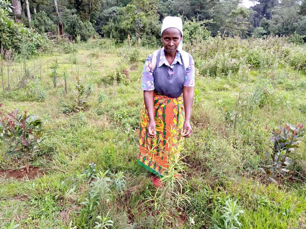 ecosia's tweet photo. 📸🇰🇪 Pictures from our tree-planting partner at Mount Kenya! Your searches have planted close to 2 million #trees here and counting 🌳😍. These trees protect rivers and restore the #soil on farmers' lands. Keep it up, Ecosians, #PlantChange,  💪🏾✨ https://t.co/MBJGaH4k96