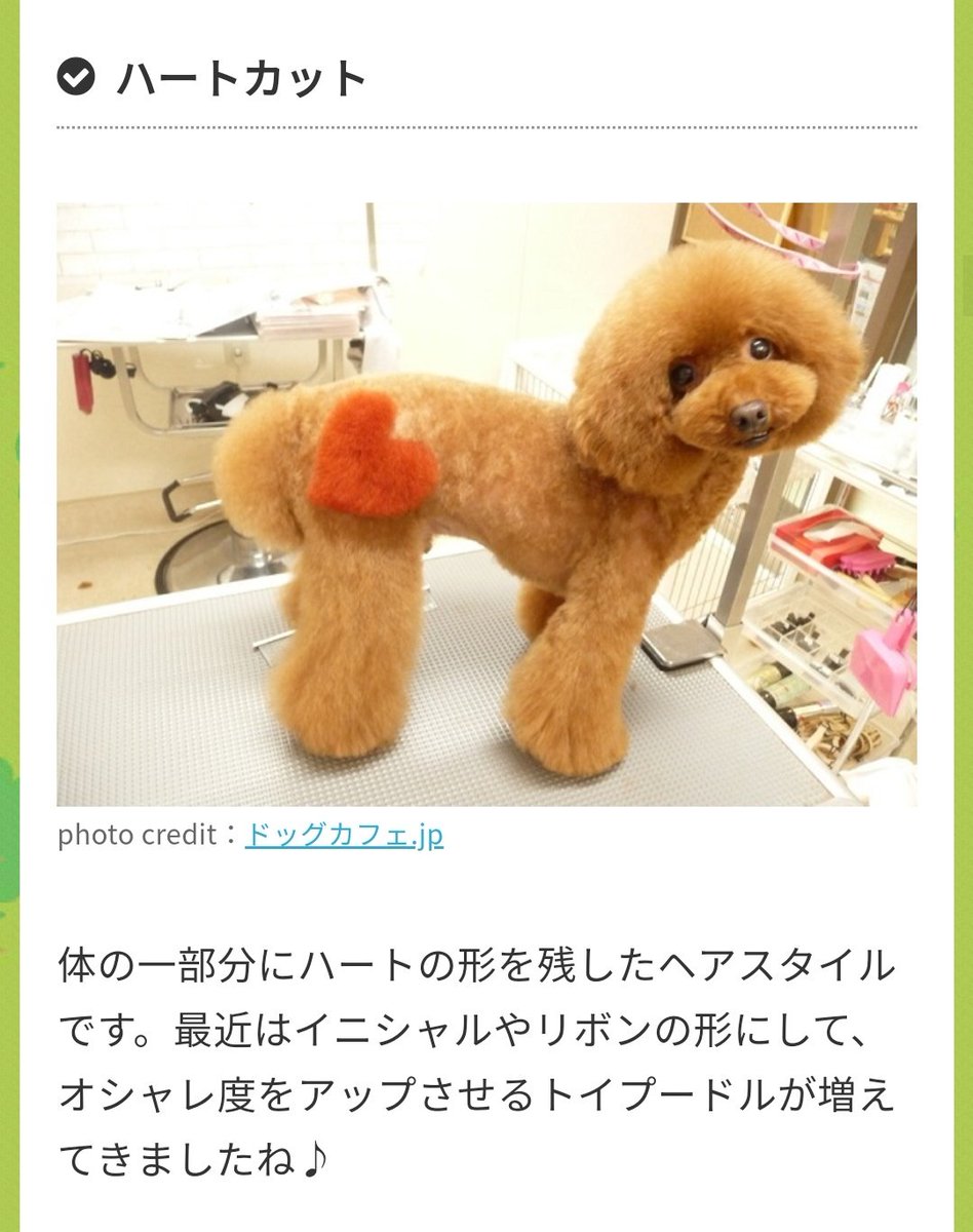 滝沢ガレソ 結局なんとか空いてるトリミングサロンを見つけて連れて行くことにしました アドバイス助かりました ありがとうございます ちなみに 今度はどんな形に切ってもらおうか調べているのですが ひどい形多くて泣きそうです