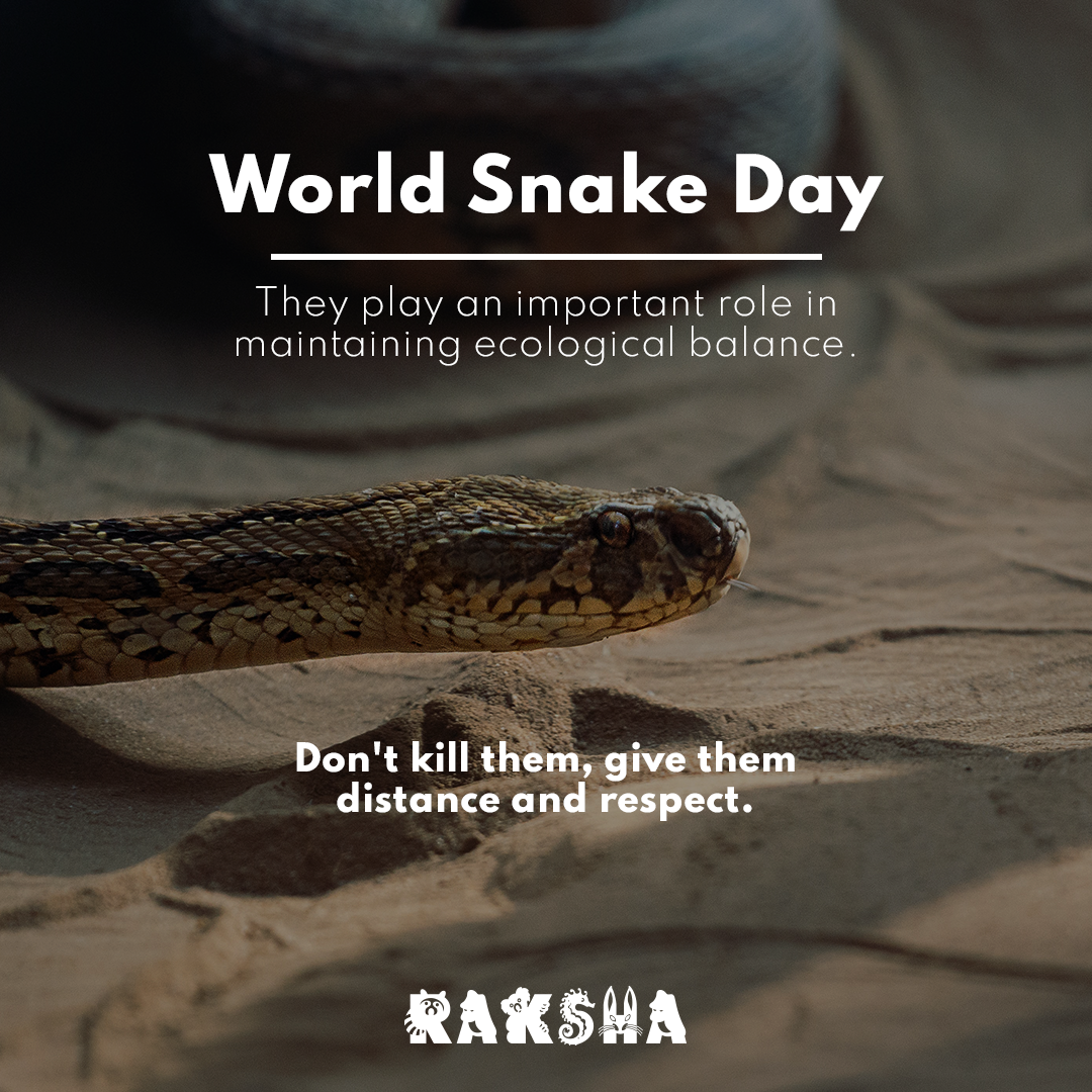 RakshaJaipur's tweet photo. #WorldSnakeDay
#Snake is one #reptile that makes us both #fear it and be #fascinated by its existence. It is a highly mobile creature without limbs. Snakes can be #venomous, having potential to kill #humans and other #animals or they can be #NonVenomous. https://t.co/GE01U4BD2a
