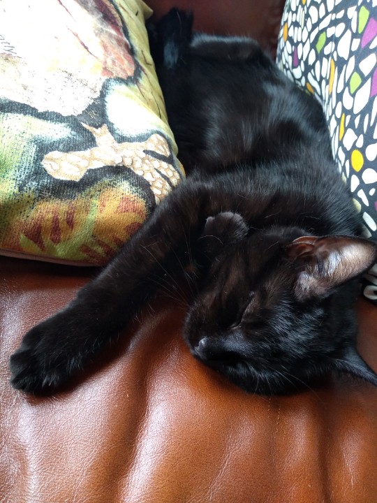 BirlinnBooks's tweet photo. .@wstones_horsham Cats are terribly distracting. Imagine working from home with this in cuddling distance #petsofpublishing https://t.co/TTuKZWCETp