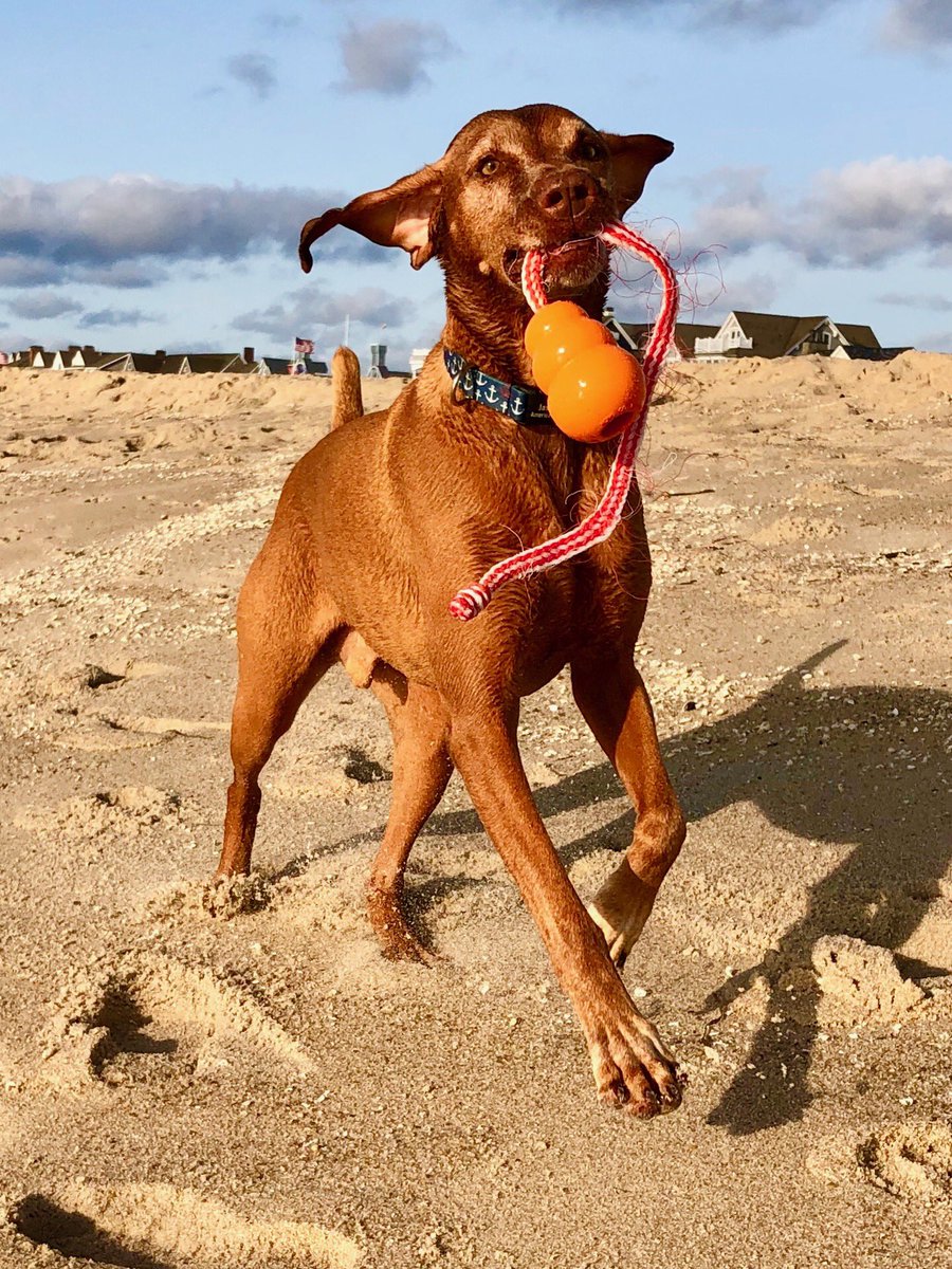 DanaPerino's tweet photo. When you find a toy someone else left behind, make the most of it! https://t.co/JF4lAY06zM