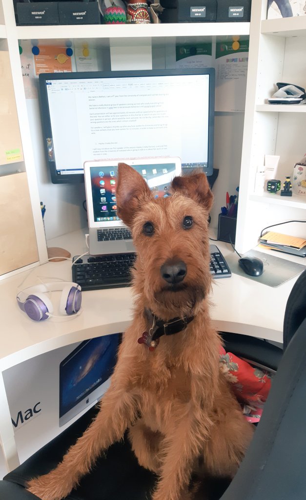 NLD_DTP2020's tweet photo. Tag us in your #NLD_DTP20 virtual set ups! Looking forwards to meeting all delegates this afternoon! This is one of our session chair's pawsome workspace 💻 https://t.co/T5Ui9MZSrN
