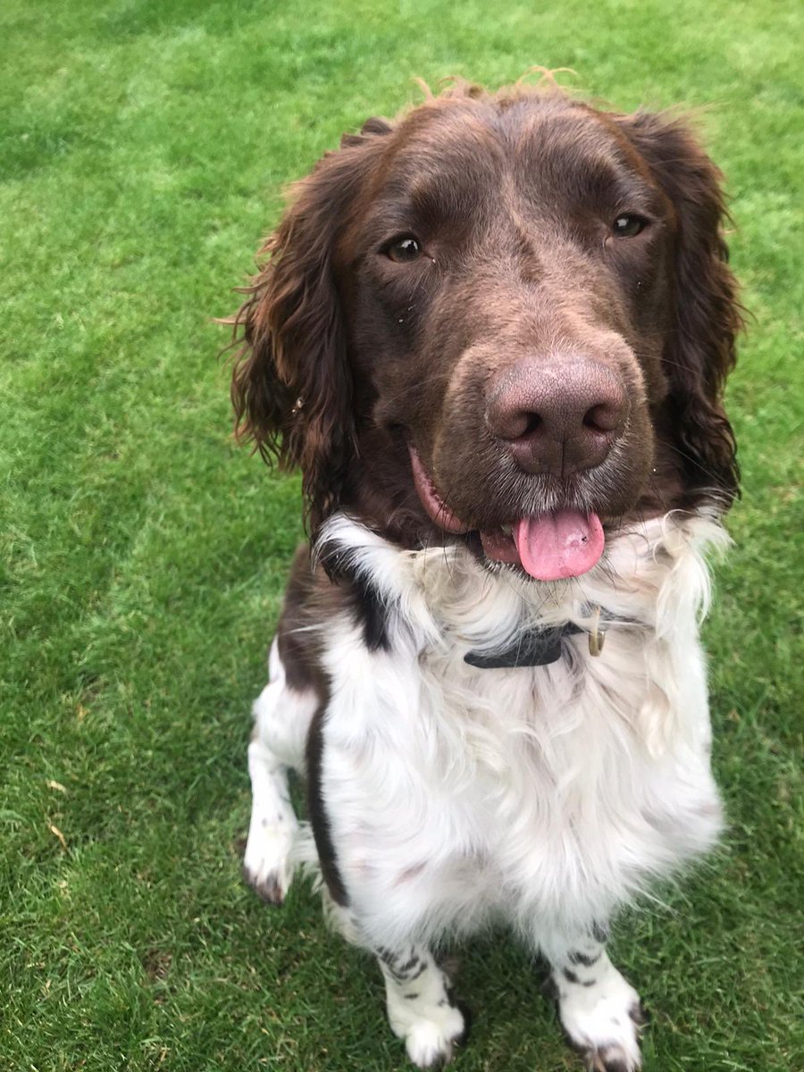 CityPoliceDogs's tweet photo. Oh What a day we had yesterday, dad and I had multiple seaeches I was late off🙄 but my human colleagues had arrest for PWITS and Offensive weapons with my help. They were very pleased that my search got this off of our streets. @CityPolice https://t.co/mZJ7CYbjrx
