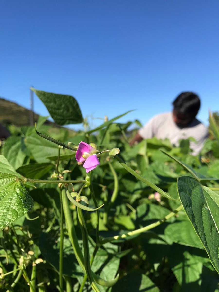 RachelArmeflhor's tweet photo. Aujourd'hui c'était récolte de haricots verts sur la parcelle du projet #ST0P à l'#ARMEFLHOR. Merci aux cueilleurs 😉 @Dephy_Ecophyto @ecophytopic https://t.co/B0mT5svZ2W