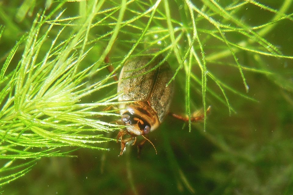 ゲンゴロウ飼育