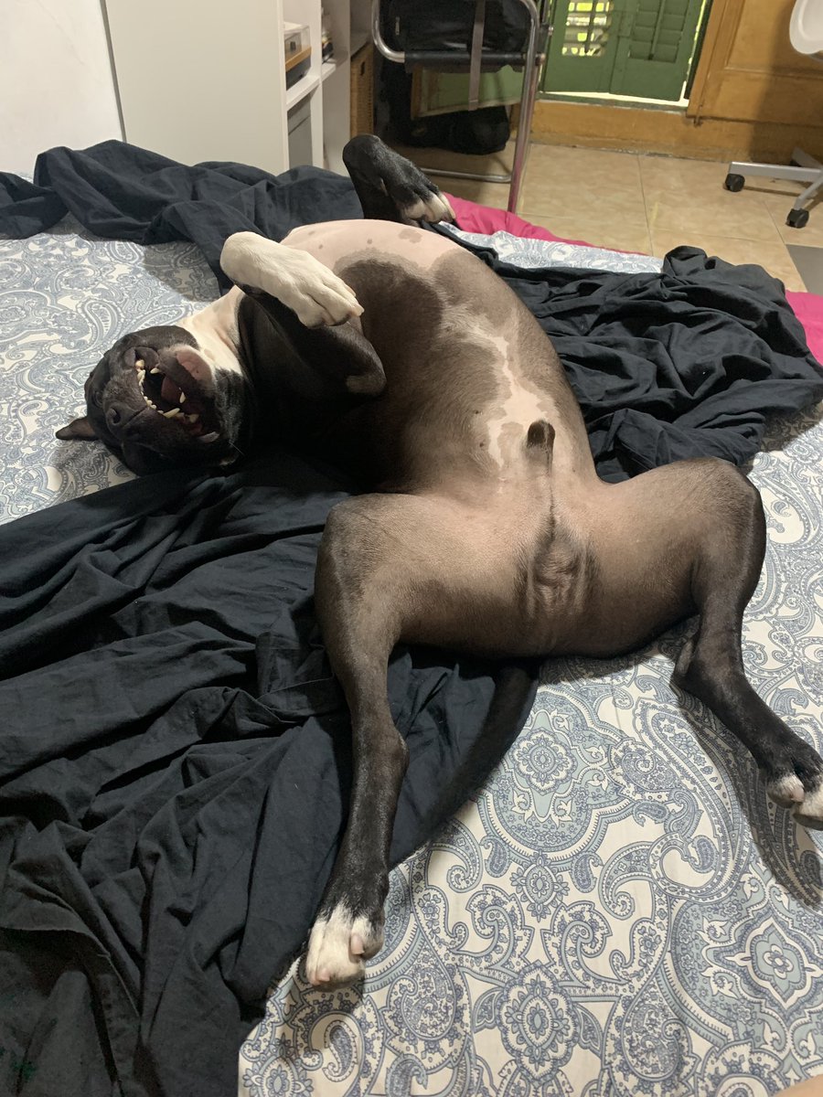 IL3gor's tweet photo. @RxydeRR A este perro violento de raza probada como violenta le gusta tu foto ❤️ https://t.co/E9wL2NL4xo