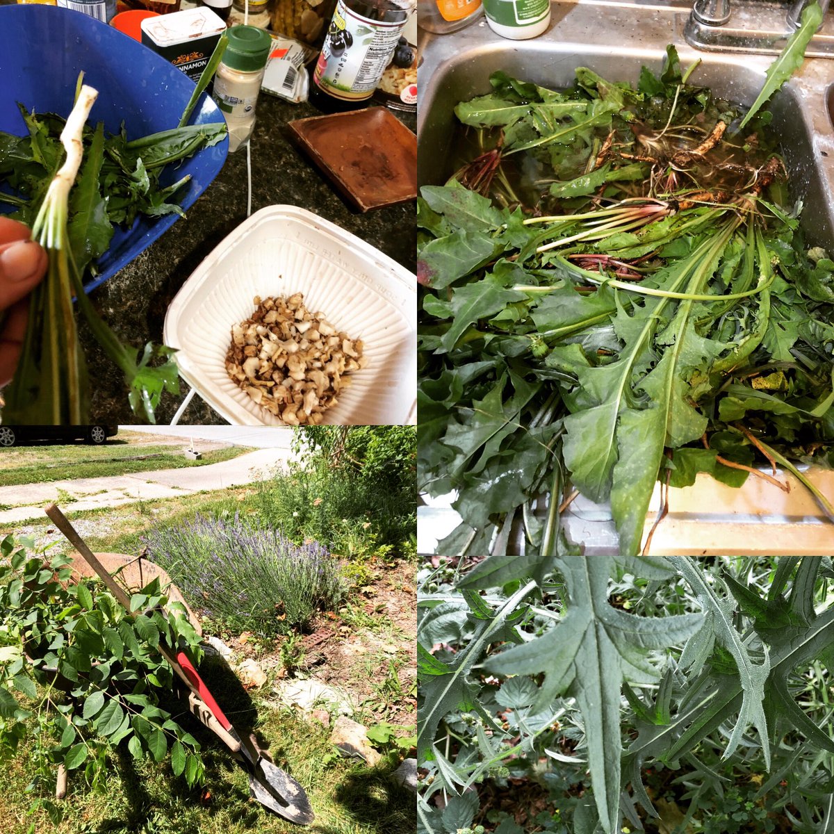 wiccachurch's tweet photo. Eat yr weeds: I couldn’t just toss them. Cutting roots to dehydrate for tea & boiling greens. Note the thistle— still deciding on that bad boy.
#urbanhomestead
#urbanwitchery #urbanalchemy #urbanwitch
#kitchenwitch #kitchenwitchery #greenwitch
#greenwitchery #makeoxygen #makeo2 https://t.co/MxY6iX3xvd