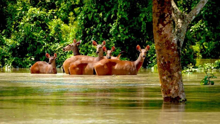 BayanArunava's tweet photo. Floods have washed out the animals of Kaziranga National Park... Hear those roaring and howling voices
#NorthEastMatters #AssamFloods #AssamIsDrowning #AssamNeedsIndia
@Sarvahitey_NGO @CampaignYolo @SociallyBlog https://t.co/RbwwdFVmQA