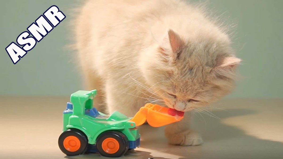 MeowMoeDotCom's tweet photo. #Pets #Asmr 😻 #Cute #Cat #Licking #Milk
#Cats #Cat #Kittens #Kitten #Kitty #Pets #Pet #Meow #Moe #CuteCats #CuteCat #CuteKittens #CuteKitten #MeowMoe #Animal #AnimalASMR #AnimalEating #Animals #AsmrAnimal #AsmrEating #ASMRMukbang
https://t.co/dVmW24X9QM https://t.co/SENMMOAh3S
