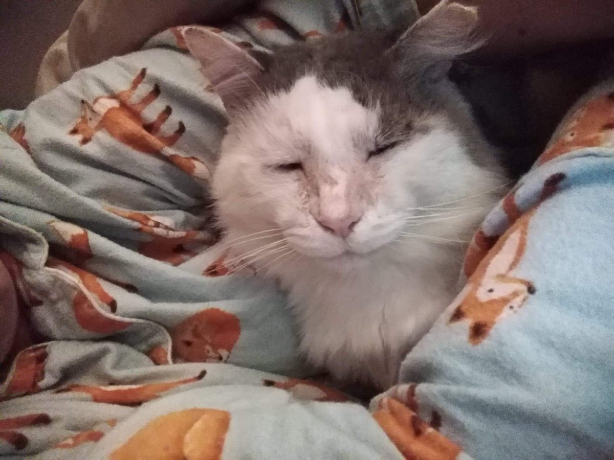 scruffkit's tweet photo. It extra colds tonight, so scruff deciding is good night to snuggle right in with hoom!
Good night's every cate! Scruff loving all him furriends β€οΈ
#AussieCatsOfTwitter #FIVcatclub https://t.co/bpFdNfBkrl