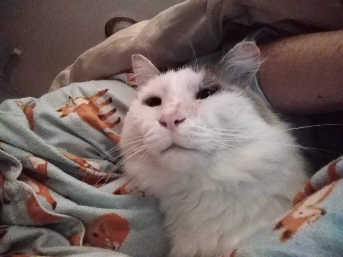scruffkit's tweet photo. It extra colds tonight, so scruff deciding is good night to snuggle right in with hoom!
Good night's every cate! Scruff loving all him furriends β€οΈ
#AussieCatsOfTwitter #FIVcatclub https://t.co/bpFdNfBkrl