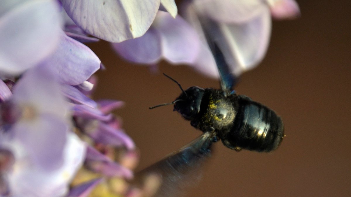 TheTwilosopher's tweet photo. The way the world is heading, perhaps there's already a name for all things shiny and reflective flying around with the sole purpose of serving as a mirror for selfies. Here I am riding the wave with this belfie on the back of a bee, staying ahead of the curve in a twisted world! https://t.co/mTxRoRUaFG