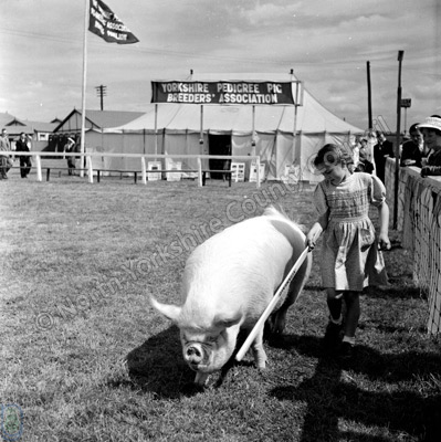 nyccarchives's tweet photo. It's the last day of the virtual @greatyorkshow
To complement today's Pigs Showcase at 1pm, here's a throwback from the 1950s in our Unné collection of this proud owner parading her pedigree pig
#VirtualGYS #NorthYorkshire #NYCRO #ArchiveAnimals #ExploreYourArchive https://t.co/wLmQnNJrX1
