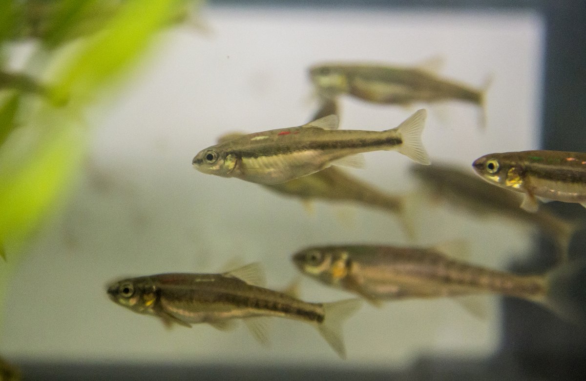 shaunkillen's tweet photo. I have two #postdoc positions open to examine effects of climate stressors on fish physiology &amp; social behaviour! Projects mix fieldwork, labwork, and modelling. Deadline is AUGUST 16. Click here for more info: https://t.co/abNNoJCAXW 
@NERCscience #fishsci #phdchat #PhD https://t.co/DDnYx3rNE3
