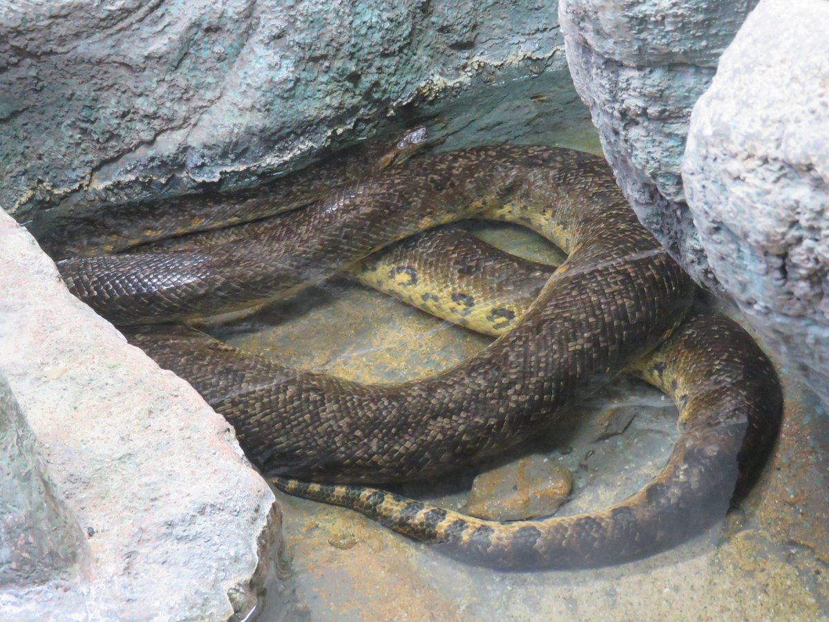 ট ইট র シンゲツ奪 オーバー ブルームーン 世界ヘビの日 Worldsnakeday 南米のヘビたち オオアナコンダ エメラルドツリーボア 東山動植物園 コロンビアレインボーボア 日本平動物園