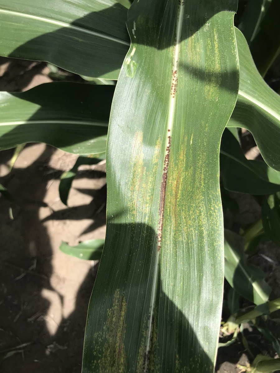 bjordag's tweet photo. Have you ever 👀 noticed 👇🏻 this in a 🌽 field and wondered..”what is that?” 🤔 Well it’s a fungal disease called physoderma brown spot. Check out this handy @ChannelSeed article for facts about symptoms, disease developement and management 👉🏻 https://t.co/JPayD1a1NU https://t.co/q6oJDEuYmG