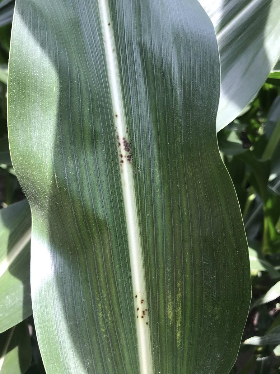 bjordag's tweet photo. Have you ever 👀 noticed 👇🏻 this in a 🌽 field and wondered..”what is that?” 🤔 Well it’s a fungal disease called physoderma brown spot. Check out this handy @ChannelSeed article for facts about symptoms, disease developement and management 👉🏻 https://t.co/JPayD1a1NU https://t.co/q6oJDEuYmG