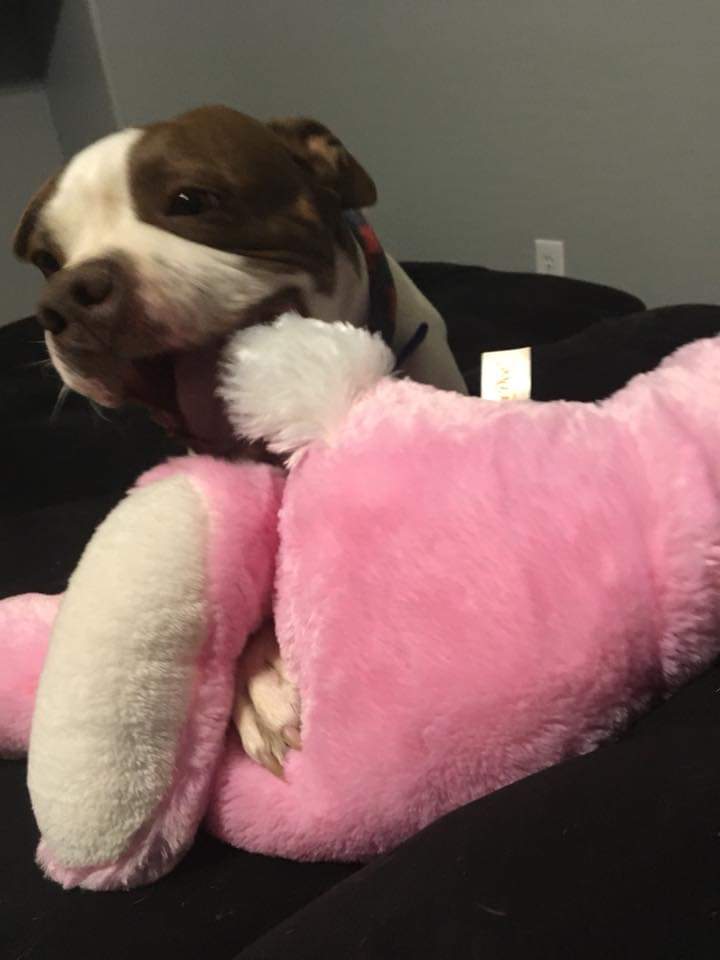 Phinny_da_Pitty's tweet photo. Photo 3 of 7. Today I nominate @mspepper_indie for the 7 day challenge ( one photo a day, no comment, no human and nominate another) #dogsoftwitter #7dayphotochallenge https://t.co/nU9XIVNQDM