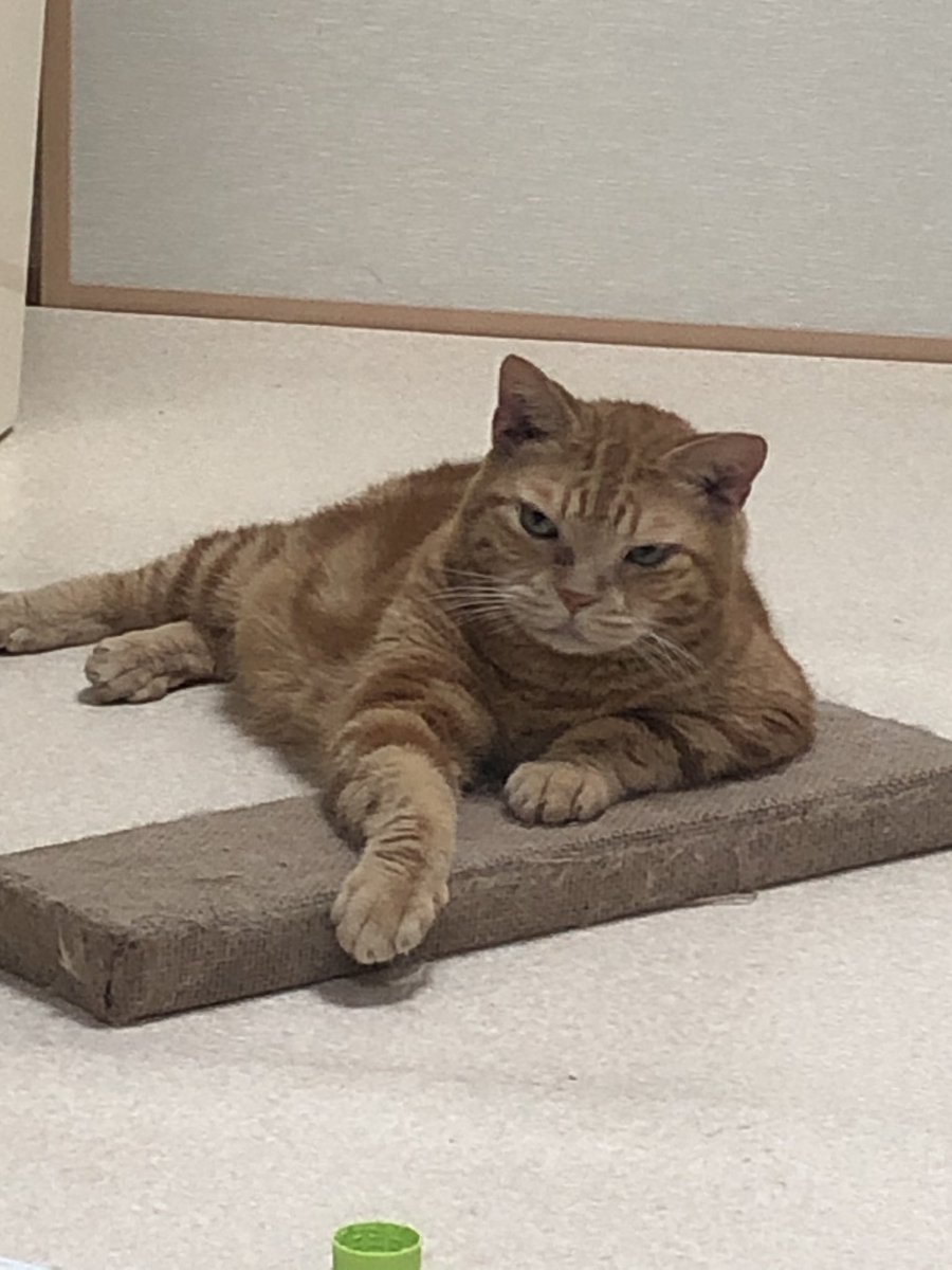 الوسم 俺様猫 على تويتر