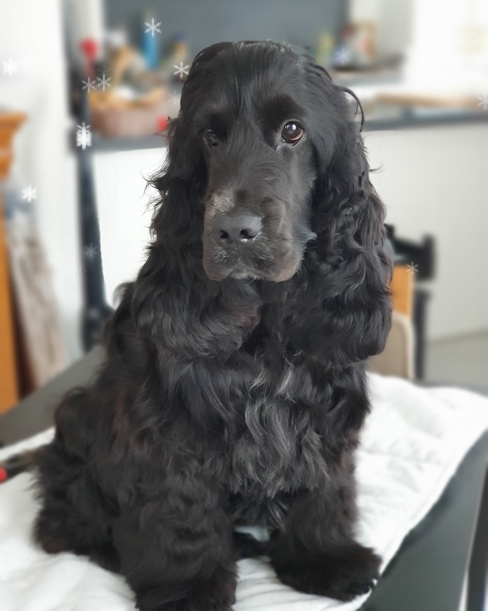 CidJi07's tweet photo. Oxy, my beautiful cocker 😍
#oxy #oxylecocker #cockerlife #cockeranglais #cockerspanielworldwide #cockerspaniel #cockerspanielselfie #cockernoir #blackcockerspaniel #blackcocker https://t.co/1aLsrm8CuQ