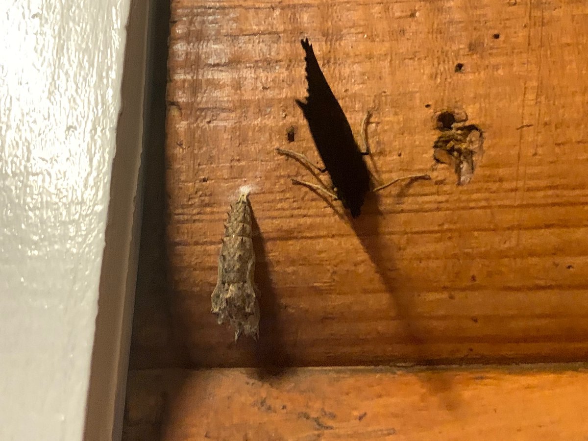 WWTWashington's tweet photo. This beauty was spotted in the visitor centre. It had gone unnoticed until it emerged from its cocoon earlier this week. A pretty peacock butterfly! 

Get more marvellous mini-beast action from this week's #WWTHomeLearning hub 👉🏼 https://t.co/PoEYjv4rk4 https://t.co/zBxpWaZqR1