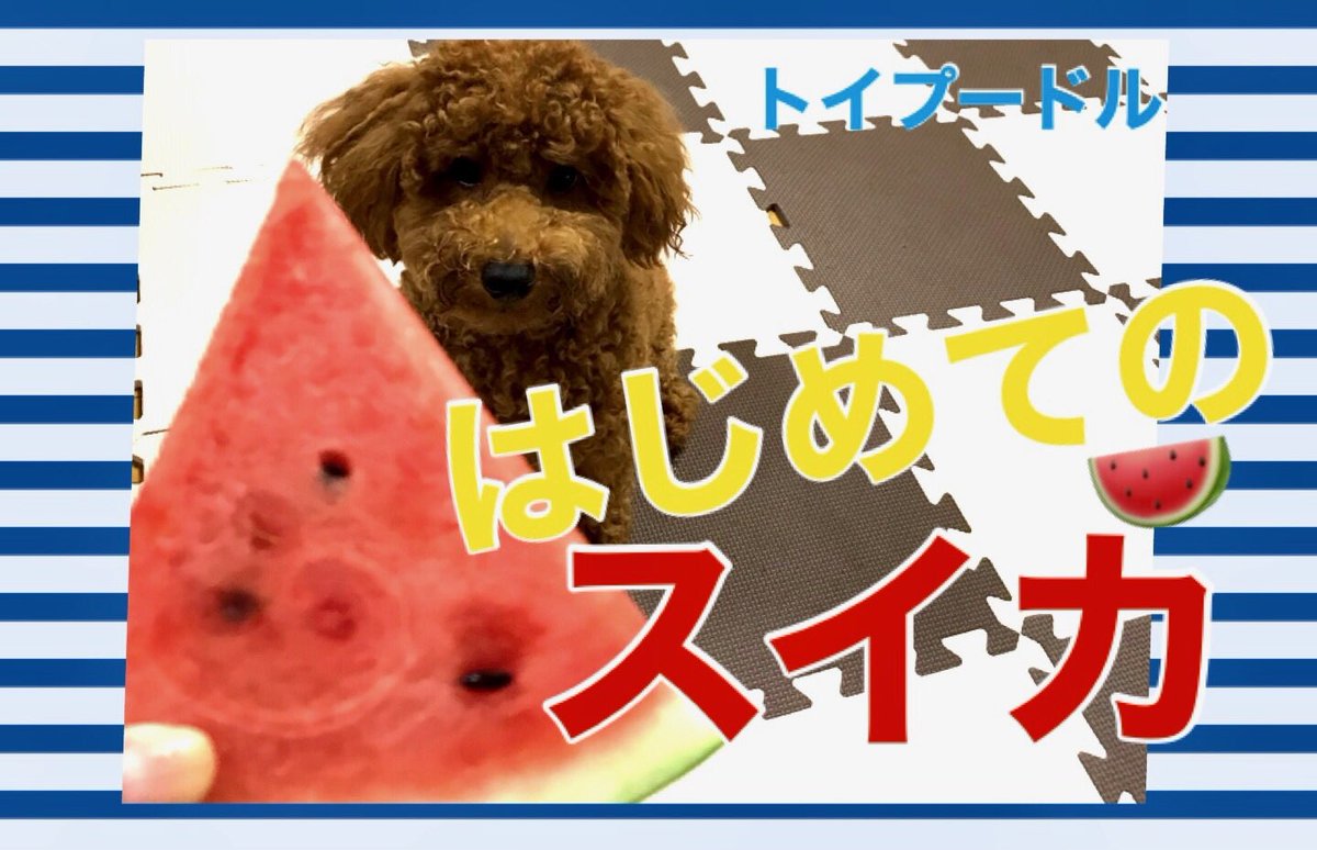 PekoTw's tweet photo. トイプードル　はじめてスイカを食べる🍉涼しくなろう☆☆必死さ半端ない！【toy poodle】 

https://t.co/gwVUjlvuof 

#犬
#おやつ
#トイプードル
#スイカ https://t.co/VjGXvcEbMg